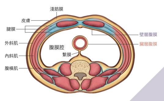 腹膜結構圖(「腹部」的橫切面)