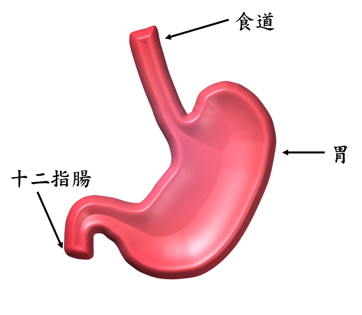 胃 食道 十二指腸